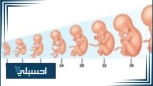 مراحل نمو الجنين اسبوع باسبوع